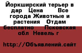 Йоркширский терьер в дар › Цена ­ 1 - Все города Животные и растения » Отдам бесплатно   . Псковская обл.,Невель г.